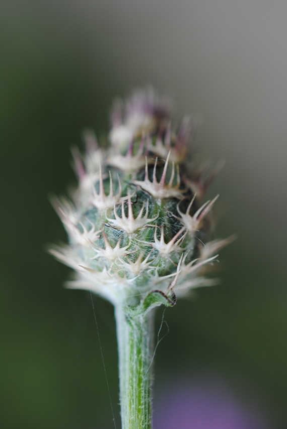 Centaurea napifolia in Molise